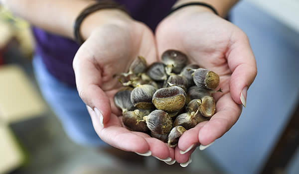 American Chestnut seeds