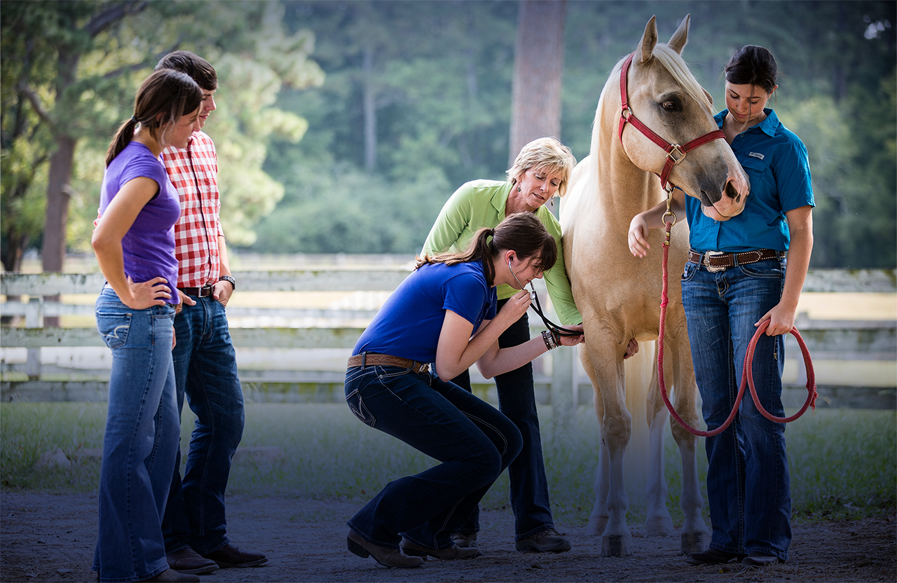 group of student standing around a horse while one student listens with a stethoscope