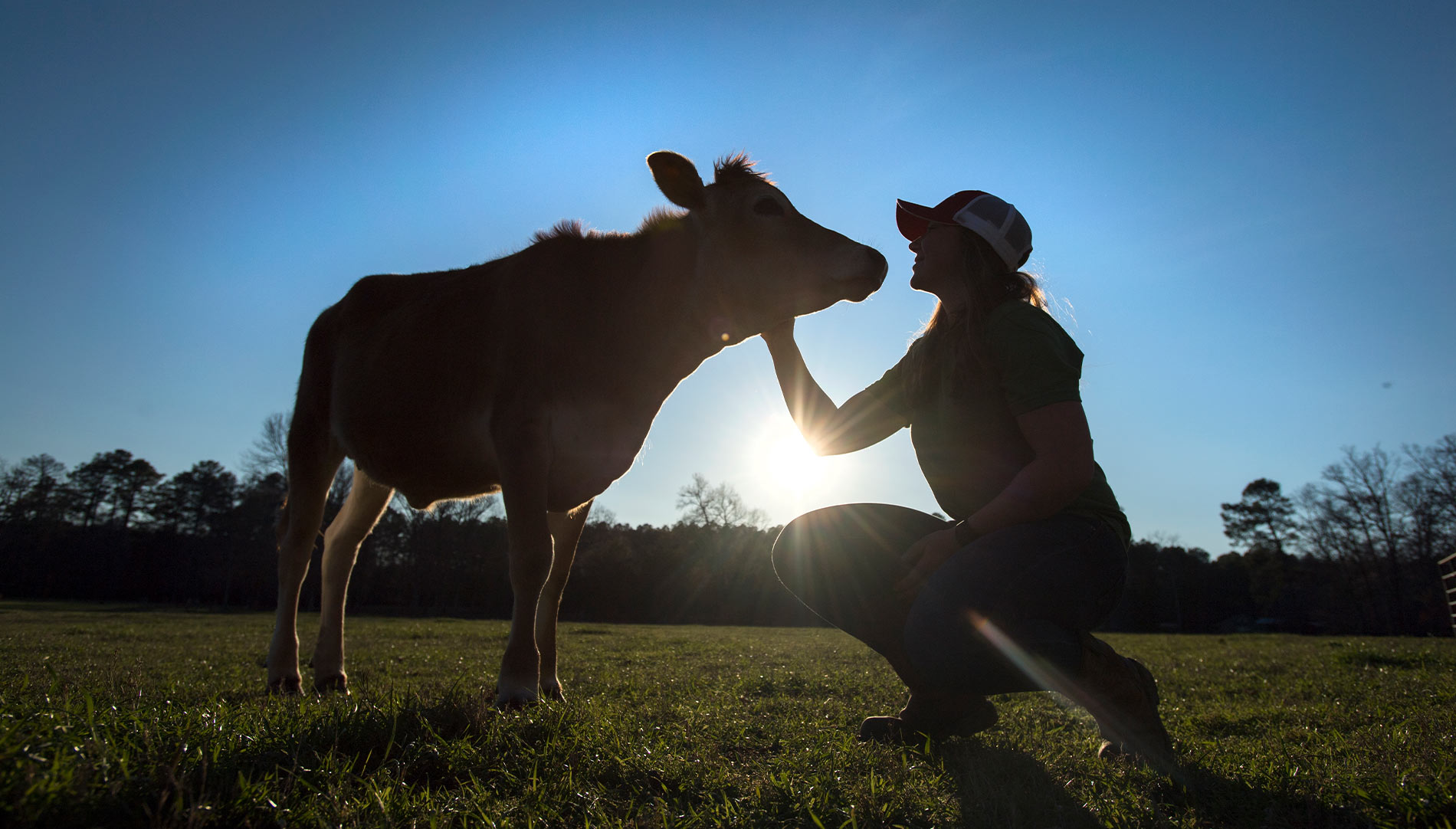 A silhouette of a female student kneeling in front of a cow