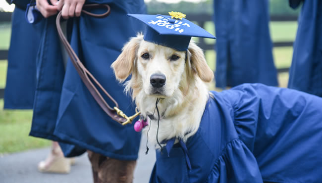 service dog wearing a graduation cap and gown