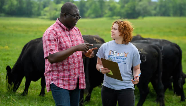 Professor Sunday Peters and student working outdoors with cows