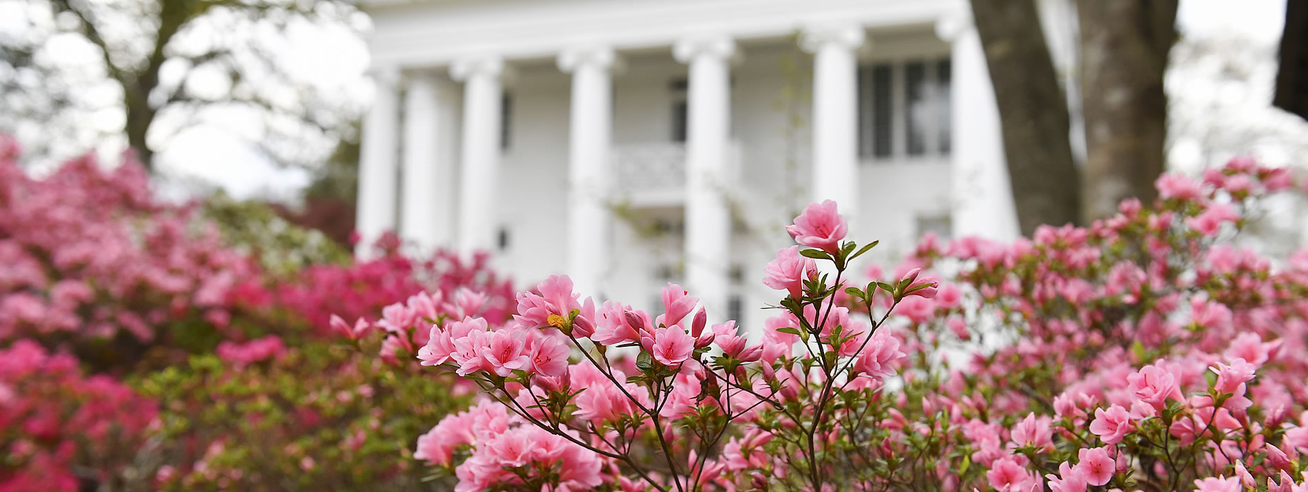 Oak Hill home with pink flowers